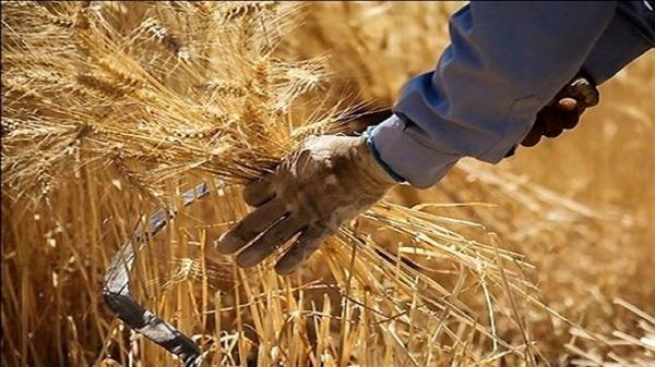 به جای مانده مطالبات گندمکاران گلستانی پرداخت شد