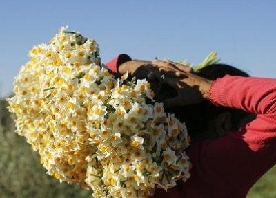 نگاهی به برداشت گل نرگس در آزادشهر